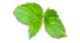 Peppermint