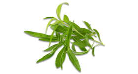 Tarragon