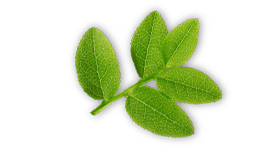 Blackberry leaves