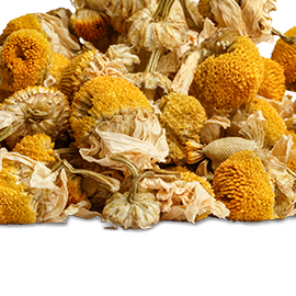 Hot Chamomile Herbal Tea Hot Chamomile Herbal Tea